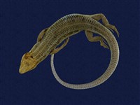 藏品(麗紋石龍子)的圖片